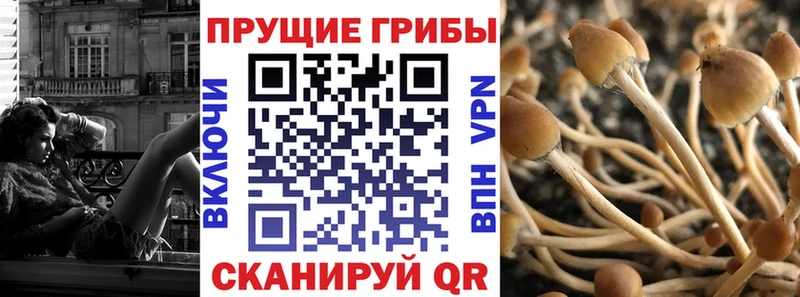 Псилоцибиновые грибы Psilocybine cubensis Светлогорск